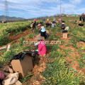 Raíz de jengibre de rizoma maduro con alto contenido de gingerol de Yunnan